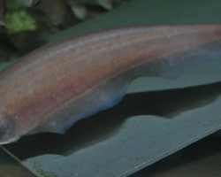 Xenomystus Nigri L