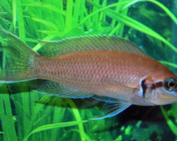 Lamprologus Brichardi S