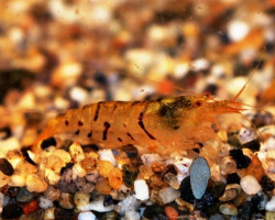 Caridina Serrata M