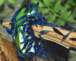 Neocaridina Davidi Blue Velvet M