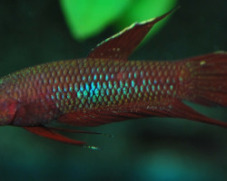 Betta Coccina M