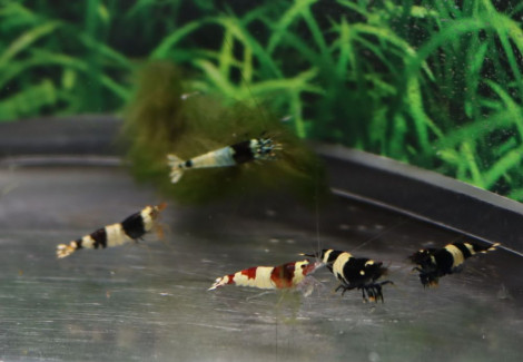 Caridina Cantonensis Panda Mixed M