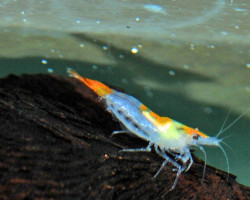 Caridina Rili Orange Tail M