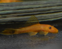 Ancistrus Sp. Super Red Sm