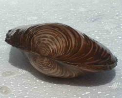 Anodonta Cygnea 10-13 Cm