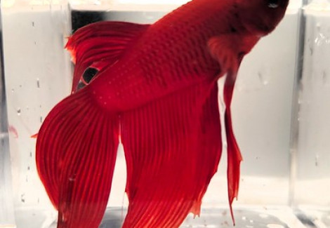 Betta Maschio Red L-Xl