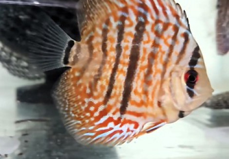 Discus Turchese Heckel 5 Cm