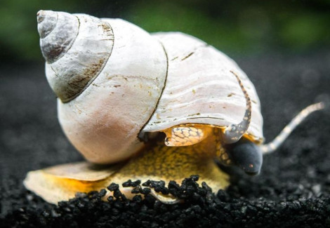 Filopaludina Martensi White Xl