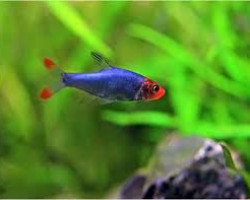 Sawbwa Resplendens L