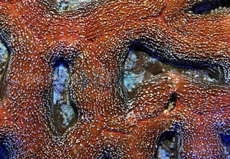 Acanthastrea Bowerbanki L