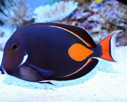 Acanthurus Achilles Xl