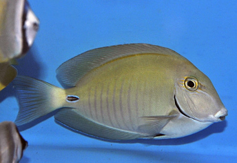 Acanthurus Chirurgus M