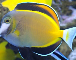 Acanthurus Japonicus M