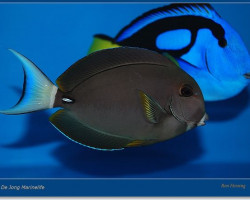 Acanthurus Leucocheilus M