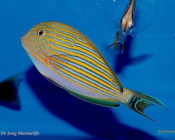 Acanthurus Lineatus M