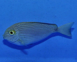 Acanthurus Maculiceps M