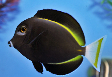 Acanthurus Nigricans L