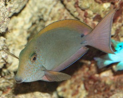 Acanthurus Nigrofuscus M