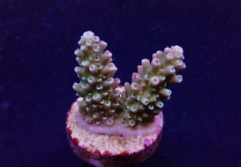 Acropora Abrotanoides (Frag) M