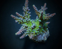 Acropora Austera Xs