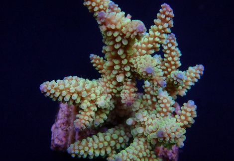 Acropora Nasuta M