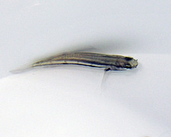 Amblygobius Linki - Allevato Europa M