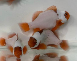 Amphiprion Biaculeatus Snowflake Bull Head M