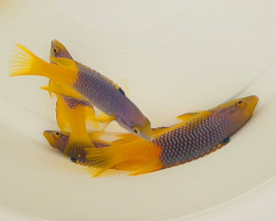 Bodianus Rufus S