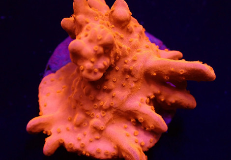 Montipora Setosa (Frag) M