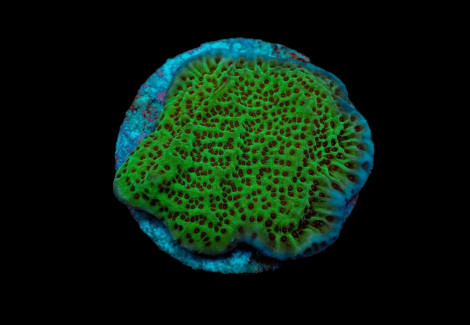 Montipora Undata (Frag) M