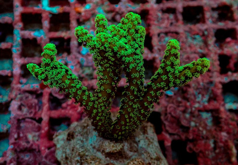 Seriatopora Caliendrum (Green) (Frag) M