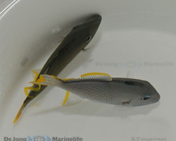 Xanthichthys Auromarginatus (Maschio) Ml