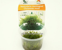 Christmas Moss (Vesicularia Montagnei)