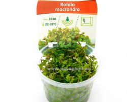 Rotala Macrandra