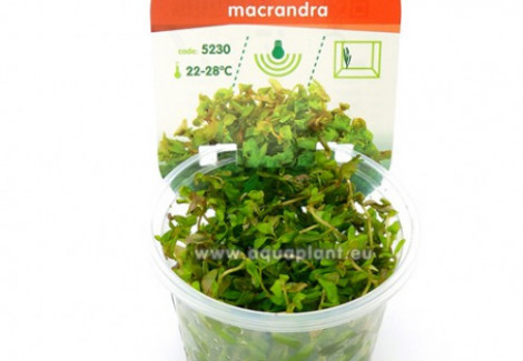 Rotala Macrandra