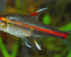 Hemigrammus Erythrozonus S/M