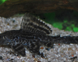 Hypostomus Plecostomus M