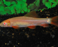 Epalzeorhynchos Frenatus Albino M/L