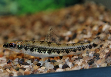 Nannocharax Fasciatus L