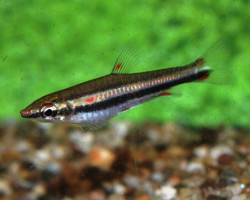 Nannostomus Trifasciatus S