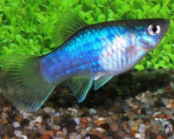 Platy Blue M