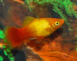 Platy Neon Marigold M