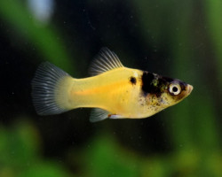 Platy Gold Marble M