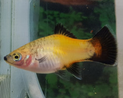 Platy Wagtail Yellow M