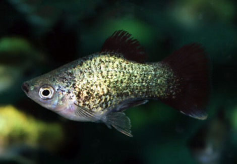 Platy Neon Blue Spotted Wagtail M