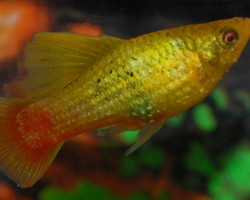 Platy Variatus Green Hifin M