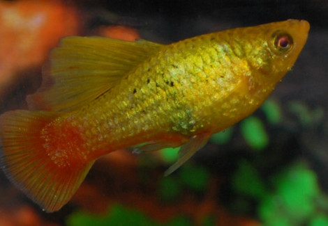 Platy Variatus Green Hifin M