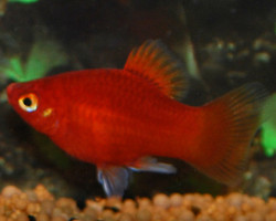 Platy Coral Red S/M