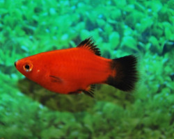 Platy Coral Red Wagtail S/M