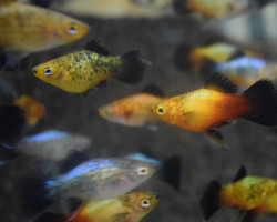 Platy  Wagtail Mix M